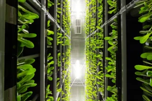 Indoor farming and controlled environment agriculture facility