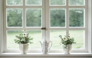 Plants in Window